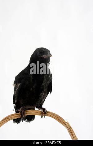 Carrion Crow (Corvus corone corone), naissant Banque D'Images