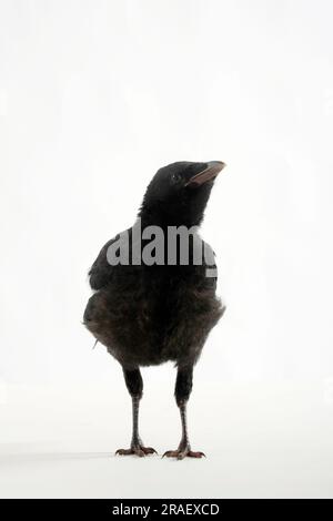 Carrion Crow (Corvus corone corone), naissant Banque D'Images