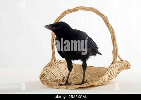 Carrion Crow (Corvus corone corone), naissant Banque D'Images