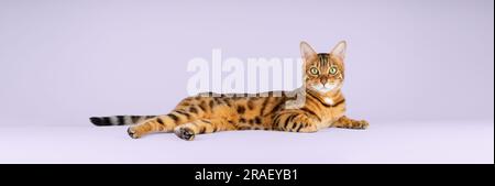 Le chat rouge de shorthair du Bengale se trouve sur un fond violet. Animal de compagnie de repos dans l'isolement. Modèle pour la publicité des aliments pour chats. Banque D'Images