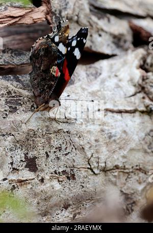 Papillon amiral rouge Vannesa atalanta, Upperwings noir avec des bandes rouges et des taches blanches sous les ailes marbré gris fumé 60mm bains de soleil saison estivale uk Banque D'Images