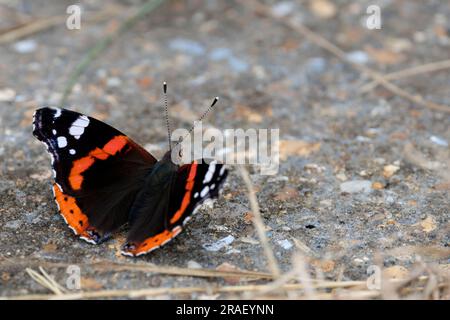 Papillon amiral rouge Vannesa atalanta, Upperwings noir avec des bandes rouges et des taches blanches sous les ailes marbré gris fumé 60mm bains de soleil saison estivale uk Banque D'Images