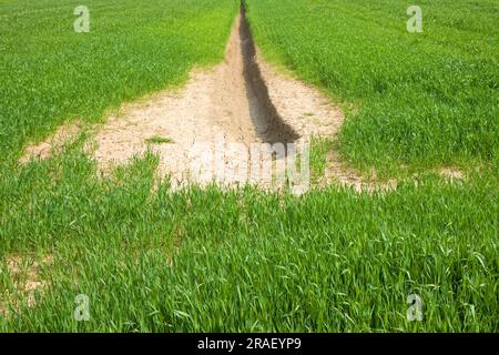 Champ de blé avec de vastes zones improductives - concept de la famine Banque D'Images