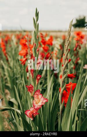 De belles fleurs de gladiolus rouges poussent dans le jardin d'été Banque D'Images