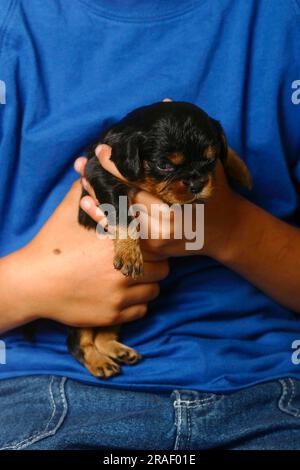 Cavalier King Charles, chiot, noir et brun clair, 17 jours, main dans les mains Banque D'Images