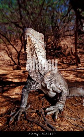 Green Iguana (Iguana iguana), parc national de Washington Slagbaai, Bonaire, Antilles néerlandaises Banque D'Images