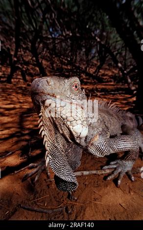 Green Iguana (Iguana iguana), parc national de Washington Slagbaai, Bonaire, Antilles néerlandaises Banque D'Images