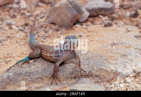 Bonaire Whiptail Lizard, parc national de Washington Slagbaai, Bonaire, Antilles néerlandaises (Cnemidophorus murinus ruthveni), Caraïbes Banque D'Images