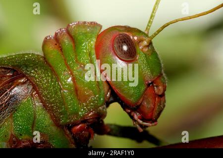 Sauterelle géante de la Guyane (Tropidacris collaris) Banque D'Images