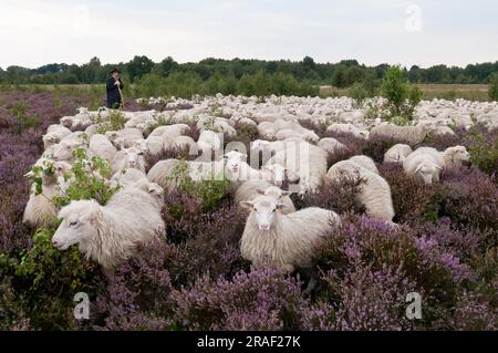 Berger avec troupeau de moutons, Moorschnucke, White Hornless Heidschnucke Moorland moutons, Rehdener Geestmoor, Diepholzer Moorniederung, Basse-Saxe Banque D'Images