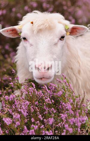 Moor Schnucke, White Hornless Heath Schnucke, moutons, moutons, Rehdener Geestmoor, Diepholzer Moorniederung, Basse-Saxe, Allemagne Banque D'Images