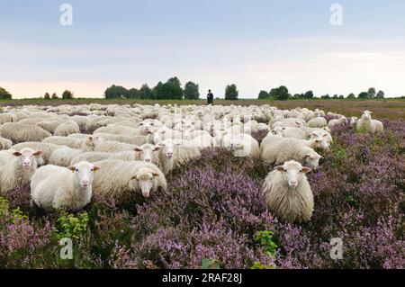 Berger avec troupeau de moutons, Moorschnucke, White Hornless Heidschnucke Moorland moutons, Rehdener Geestmoor, Diepholzer Moorniederung, Basse-Saxe Banque D'Images