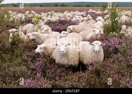 Troupeau de moutons, serpent de lande, serpent de bruyère blanc sans corne, Rehdener Geestmoor, Diepholzer Moorniederung, Basse-Saxe, Allemagne Banque D'Images