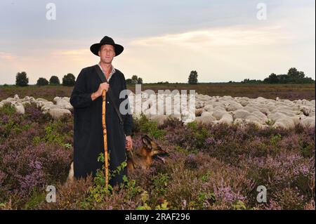 Berger avec troupeau de moutons, Moorschnucke, White Hornless Heidschnucke Moorland moutons, Rehdener Geestmoor, Diepholzer Moorniederung, Basse-Saxe Banque D'Images