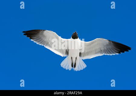 Rires goélands (Larus atricilla), Aztec Gull, libérable Banque D'Images