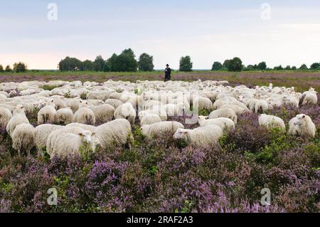 Berger avec troupeau de moutons, Moorschnucke, White Hornless Heidschnucke Moorland moutons, Rehdener Geestmoor, Diepholzer Moorniederung, Basse-Saxe Banque D'Images