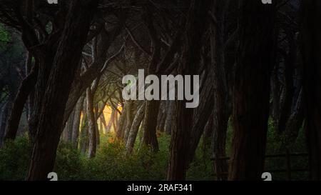 La dernière lumière du coucher de soleil filtrant à travers les arbres dans la forêt de pins. Marina di Grosseto, Toscane, Italie Banque D'Images