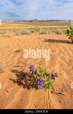 Nain ou Rusty Lupin en pleine floraison dans le désert de San Rafael dans l'Utah avec Temple Mountain et San Rafael Reef derrière. Banque D'Images