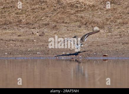 Piper de sable commun (Actitis hypoleucos) adulte qui débarque de la piscine sur le terrain de « gestion de niveau supérieur » Eccles-on-Sea; Norfolk, Royaume-Uni. Juillet Banque D'Images