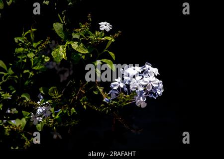 fleurs de jasmin bleu ciel. Plumbago, Sky Jasmine, Celestina - verdeesvida Banque D'Images