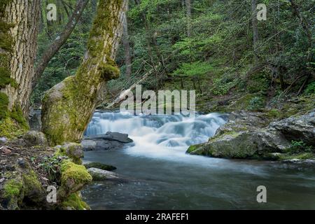 Cascade de Laurel Creek, parc national des Great Smoky Mountains, TN, États-Unis par Dominique Braud/Dembinsky photo Assoc Banque D'Images