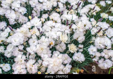 Les fleurs de la carnation chinoise sont blanches. Fond floral. Banque D'Images