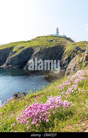 Des roses de mer (thrift) fleurissent sur les falaises à côté du sentier national du chemin de la côte de Pembrokeshire, au phare de Strumble Head, à Pembrokeshire, au pays de Galles, au Royaume-Uni Banque D'Images