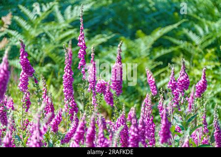 digitalis purpurea - fleurs colorées de foxglove, foxglove commun, foxglove violet ou gant de dame, fougère en arrière-plan Banque D'Images