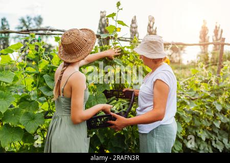 Les agricultrices cuechent des concombres dans une ferme d'été. La mère et la fille adulte récoltent des légumes et les mettent dans une caisse. Jardinage. Entreprise familiale Banque D'Images