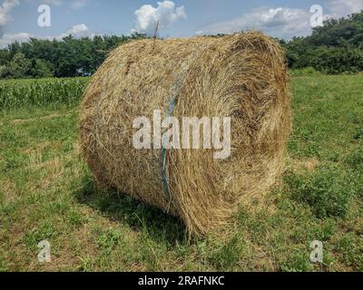 Balle de foin dans le champ en été. Dans le comté de Maramures, Roumanie Banque D'Images