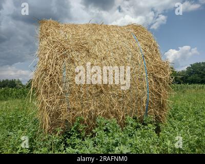 Balle de foin dans le champ en été. Dans le comté de Maramures, Roumanie Banque D'Images