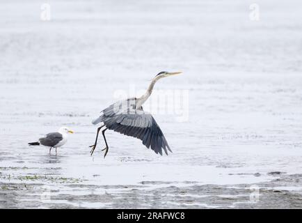 Décollage de Great Blue Heron Banque D'Images