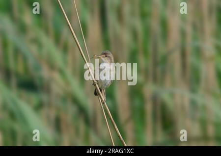 Paruline à roseau, Acrocephalus scirpaceus, récolte de matériel de nid Banque D'Images