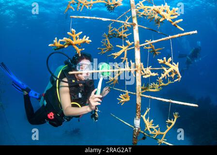 Biologiste marin travaillant sur un projet de restauration de corail dans une pépinière de corail sous-marine. Banque D'Images