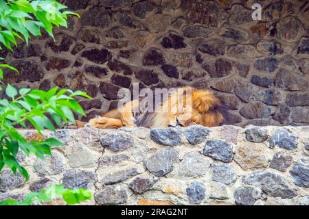 Le Lion dort paisiblement sur quelques rochers. Le lion dort sur les rochers contre un mur de briques. Un lion mâle dormant paisiblement après le petit déjeuner. Un grand Banque D'Images