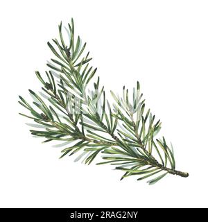 Branche de pin avec aiguilles vertes, plantes forestières pour l'hiver et le décor de noël. Illustration aquarelle, dessinée à la main. Objet isolé sur un blanc Banque D'Images