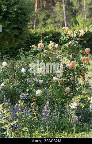 Belle rose jaune orangée nostalgique, un lit de fleur avec une rose vaporisée sur le fond d'une haie de thuja Banque D'Images
