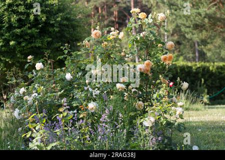 Belle rose jaune orangée nostalgique, un lit de fleur avec une rose vaporisée sur le fond d'une haie de thuja Banque D'Images