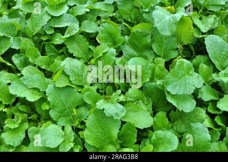 La moutarde pousse sur le champ agricole, qui sera utilisé comme engrais biologique vert. Banque D'Images