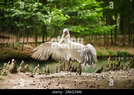 Pélican dalmatien (pelecanus crispus) sautant et floquant des ailes sur le sol près de l'étang. Immense oiseau pélican blanc vivant dans le zoo. Banque D'Images