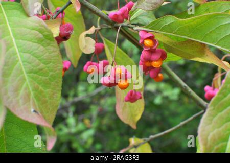 Dans la nature, sur la branche de euonymus europaeus mûrissaient les fruits avec des boîtes Banque D'Images