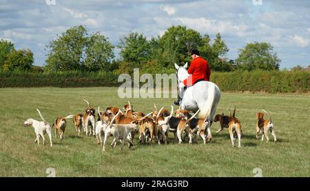 Cambridgeshire Hunt et Enfield Chase Rider dans le style traditionnel de Jacket Horse and Hounds. Banque D'Images