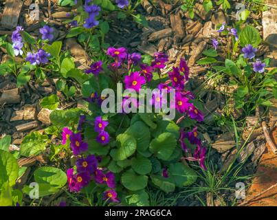 primula vulgaris rose, primrose. Primula Rose de floraison ou Primula vulgaris. Rose vif. Jardinage Banque D'Images