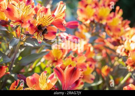 Fleur Alstroemeria orange et jaune vif avec abeille bourdonnante sur l'une des fleurs. Banque D'Images