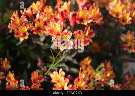 Fleur Alstroemeria orange et jaune vif avec une abeille bourdonnante volant loin de l'une des fleurs.il y a le flou de mouvement sur l'abeille. Banque D'Images