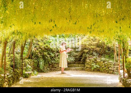 La promenade laburnum dans les jardins du National Trust Bodnant près de Conway dans le nord du pays de galles Banque D'Images