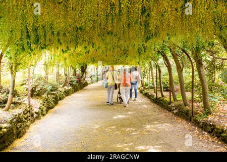 La promenade laburnum dans les jardins du National Trust Bodnant près de Conway dans le nord du pays de galles Banque D'Images