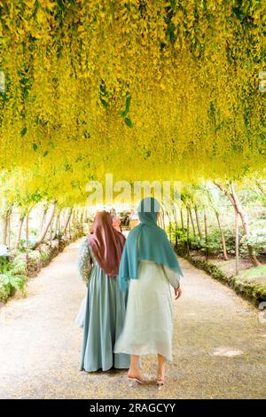 La promenade laburnum dans les jardins du National Trust Bodnant près de Conway dans le nord du pays de galles Banque D'Images