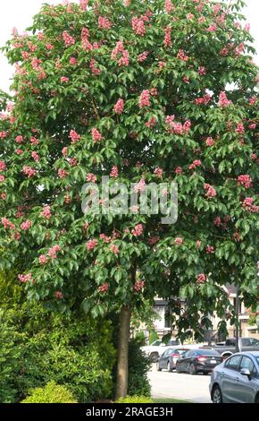 Aesculus x carnée - arbre rouge de châtaignier. B. C., Canada Banque D'Images