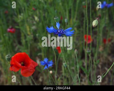 fleurs de coquelicots rouges et de cornflowers dans le champ vert en été Banque D'Images